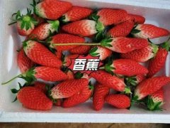 湖口宁玉草莓苗种植时间2024今日+榜单一览保举